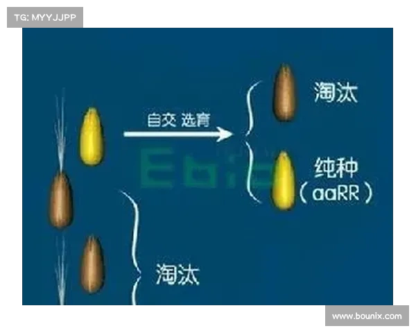 以淘汰线为界限浅析竞争与筛选机制在各领域中的影响与应用 以淘汰线为界限浅析竞争与筛选机制在各领域中的影响与应用